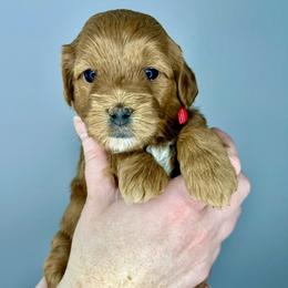 Red Girl - Red  female Goldendoodle puppy in Greeley, Colorado from Millie Billie Doodles