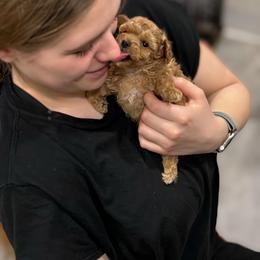 Poodle Puppies from KC Poodles of PA
