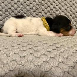 Puppy 6 - Piebald female Dachshund puppy in Riverside, California from Saddle Up Dachshunds