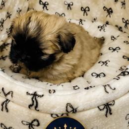 Chihuahuas, French Bulldogs, and Shih Tzus from Imperial Shih Tzu