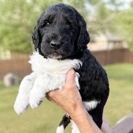 Goldendoodle puppies from Rebecca Creek Retrievers, LLC