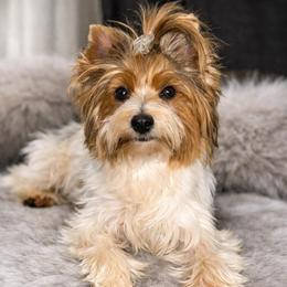 Sophie - Yorkshire Terrier