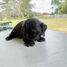 Midnight - Black and tan female Shih Tzu puppy in Zephyrhills, Florida from Mary’s Shih Tzus