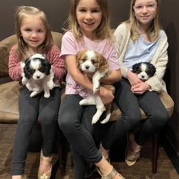 Cavalier King Charles Spaniel Puppies from Cumberland Cavaliers