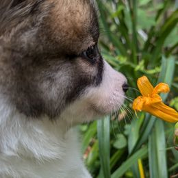 Icelandic Sheepdogs from Eg er Icelandics