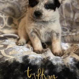 Australian Cattle Dog Puppies from Intermountain Australian Cattle Dogs