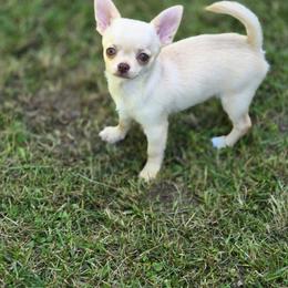 Nilla - Fawn female Chihuahua puppy in Indianapolis, Indiana from London Rouge Chihuahuas