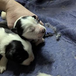 Australian Shepherd and Great Dane Puppies from AEW Farm