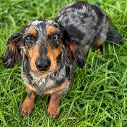 Dee - Dachshund