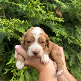 B4 - Red and white male Cockapoo puppy in Strasburg, Pennsylvania from Dana's Domain Cockapoos