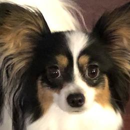 Papillons from Mishmo's Papillons