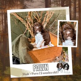 Fawn - Liver and white female English Springer Spaniel puppy in Albany, Minnesota from Farm Fresh Labradors & English Springers