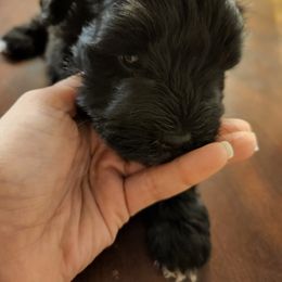 Miniature Schnauzer Puppies from Heather's schnauzers