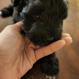 Miniature Schnauzer Puppies from Heather's schnauzers