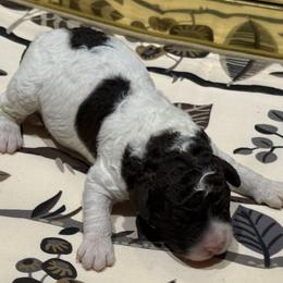 Cronut - White male Lagotto Romagnolo puppy in Chicago, Illinois from Midwest Lagotto Romagnolo