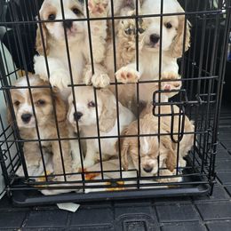 Girl 1 - Buff and white female Cocker Spaniel puppy in Alford, Florida from Gates Cocker Spaniels