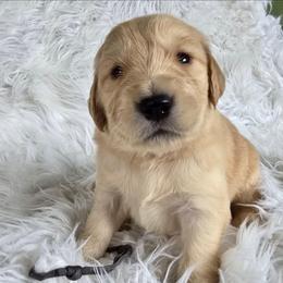 Grey - Tonto - Golden male Golden Retriever puppy in Puyallup, Washington from Daffodil Valley Goldens