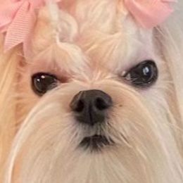 Maltese from A Maltese 4U