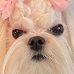 Maltese from A Maltese 4U
