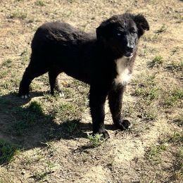 Quin - Black tri-color Australian Shepherd puppy in Mineral Wells, Texas from A6 Australian Shepards