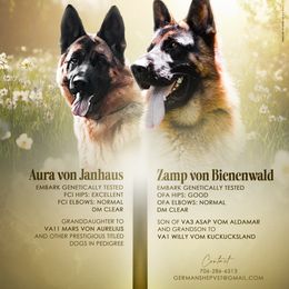 German Shepherd puppies from Von Schönen Träumen German Shepherds