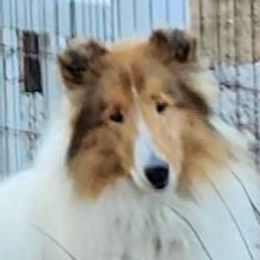 Whitey Ford - Collie