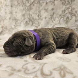 Dark purple - Gray female Cane Corso puppy in Fritch, Texas from Carrie Brown's Cane Corsos