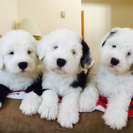 Old English Sheepdog Puppies from Beth VanDervort's Old English Sheepdogs