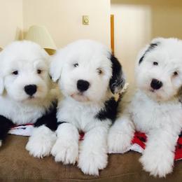 Old English Sheepdog Puppies from Beth VanDervort's Old English Sheepdogs