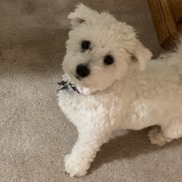 Bella - Companion Cross