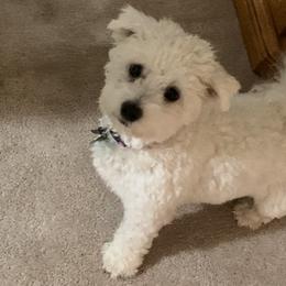 Bella - Companion Cross