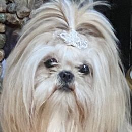 Kiwi - Shih Tzu