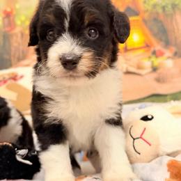 Chip - Black tri-color male Aussiedoodle puppy in Dickerson, Maryland from Pawsome Aussie Doodles and Oodles