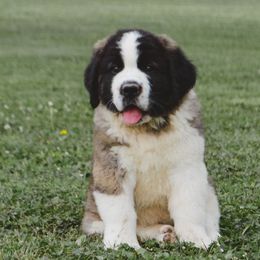 Saint Bernard Puppies from Atkinson Saint Bernards