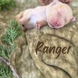 Ranger - Golden male Golden Retriever puppy in Murfreesboro, Tennessee from Mountain Tails