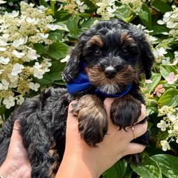 Blue boy - Phantom male Bernedoodle puppy in Altura, Minnesota from Whitewater Bernedoodles & Bluffside Berners