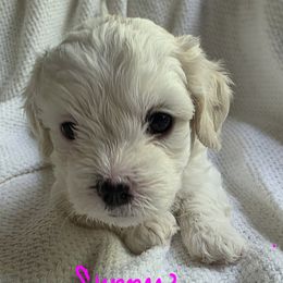 Sunny - White female Maltipoo puppy in Bremerton, Washington from Missy's Little Garden
