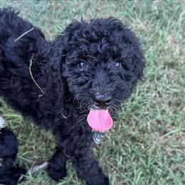 Nova - Black and white female Bernedoodle puppy in Benton, Arkansas from B&K Doodles, LLC