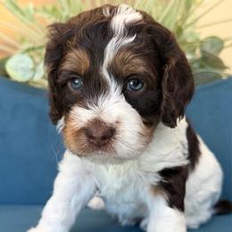 Vaper - Brown and white male Cockapoo puppy in Yuciapa, California from AlltheDoodlez_