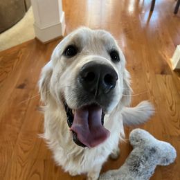 Elion - Golden Retriever