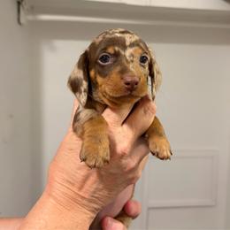 Ross - Dapple male Dachshund puppy in Sterling, Colorado from Country Chics Doxies