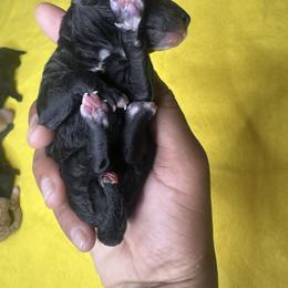 Artemis VI (Champion Bloodline AKC) - Black male Poodle puppy in Chattanooga, Tennessee from SoftPaw Kennels