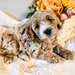 Mason - Apricot male Cavapoo puppy in Gunnison, Utah from Curls and Camo Pups