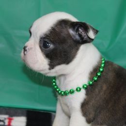 Hugo - male Boston Terrier puppy in Brooksville, Florida from Delamorés Pups