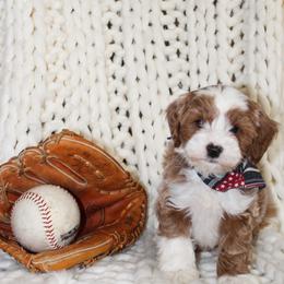 Finn - Blenheim male Cavapoo puppy in Spencerville, Indiana from Cavapoo Corner