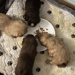 Shih Tzu Puppies from Staci Paysinger