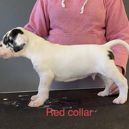 Boy 3 - Great Dane puppy in Lake View, New York from North Park Great Danes