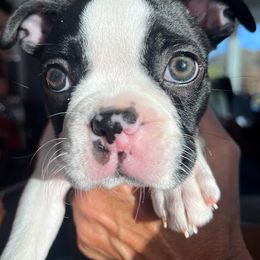 Boston Terrier Puppies from Bethelbreeders