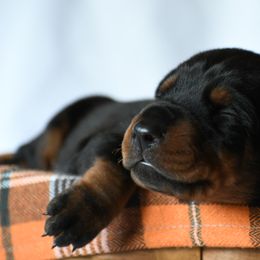 Light green - Black and rust male Doberman Pinscher puppy in Overton, Texas from Obsidian Kennel