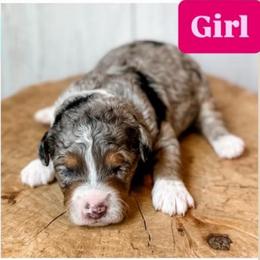 Girl 5 - Blue merle female Aussiedoodle puppy in Arlington, Washington from Doodle Love Laugh
